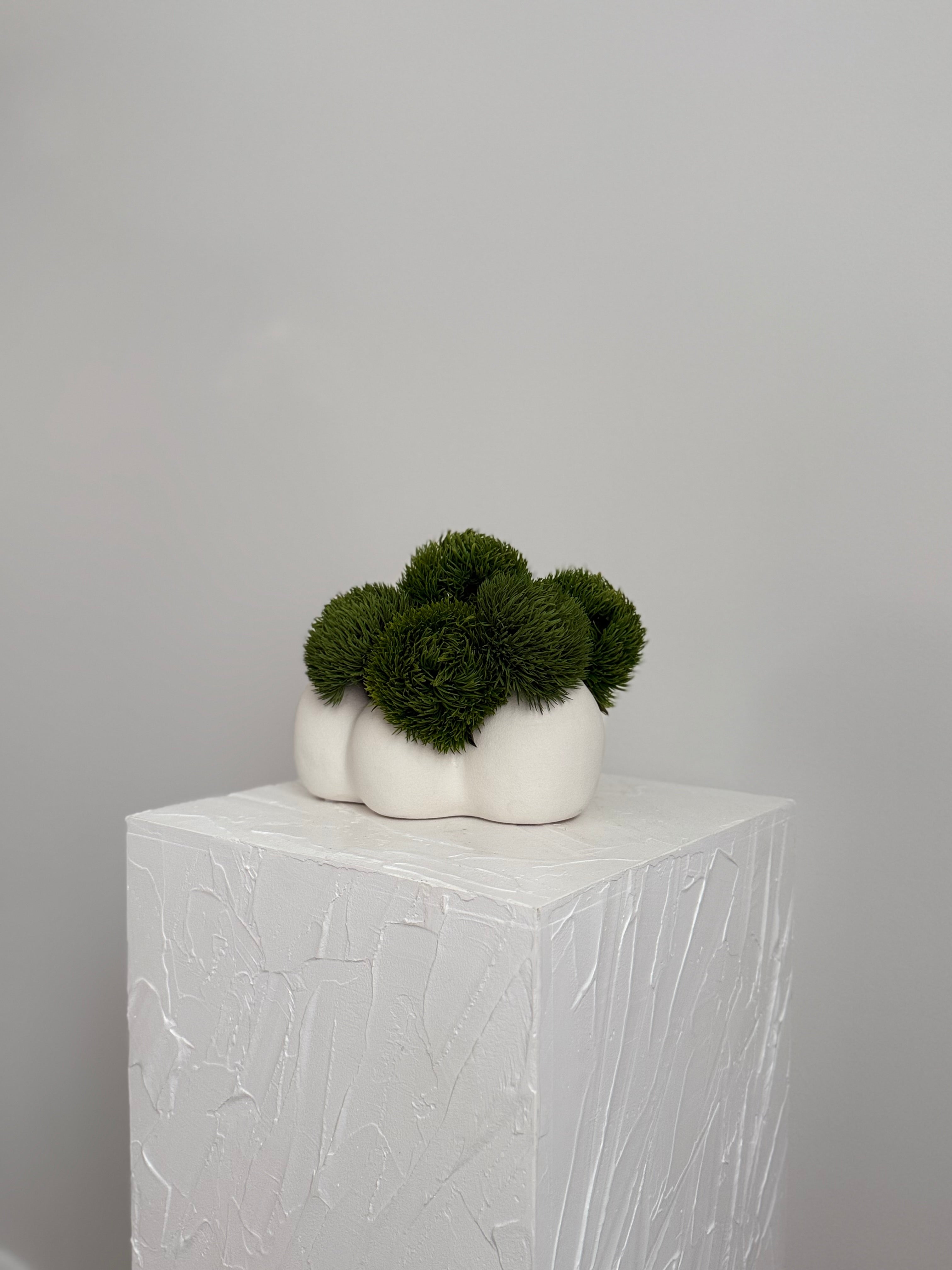 Dianthus Arrangement